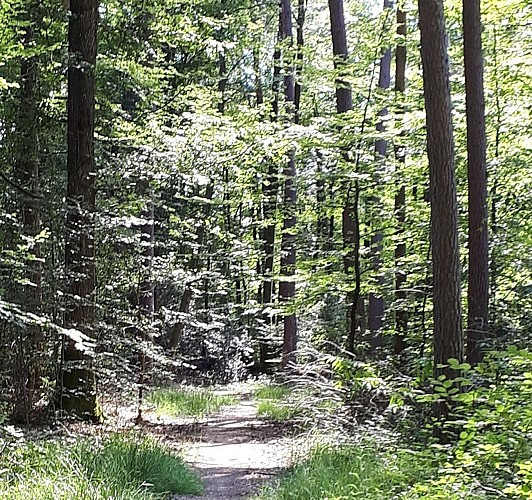 Parkings de Mi-Forêt