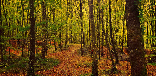 Forêt de Villecartier