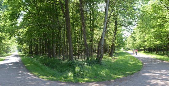 Forêt de Grosbois